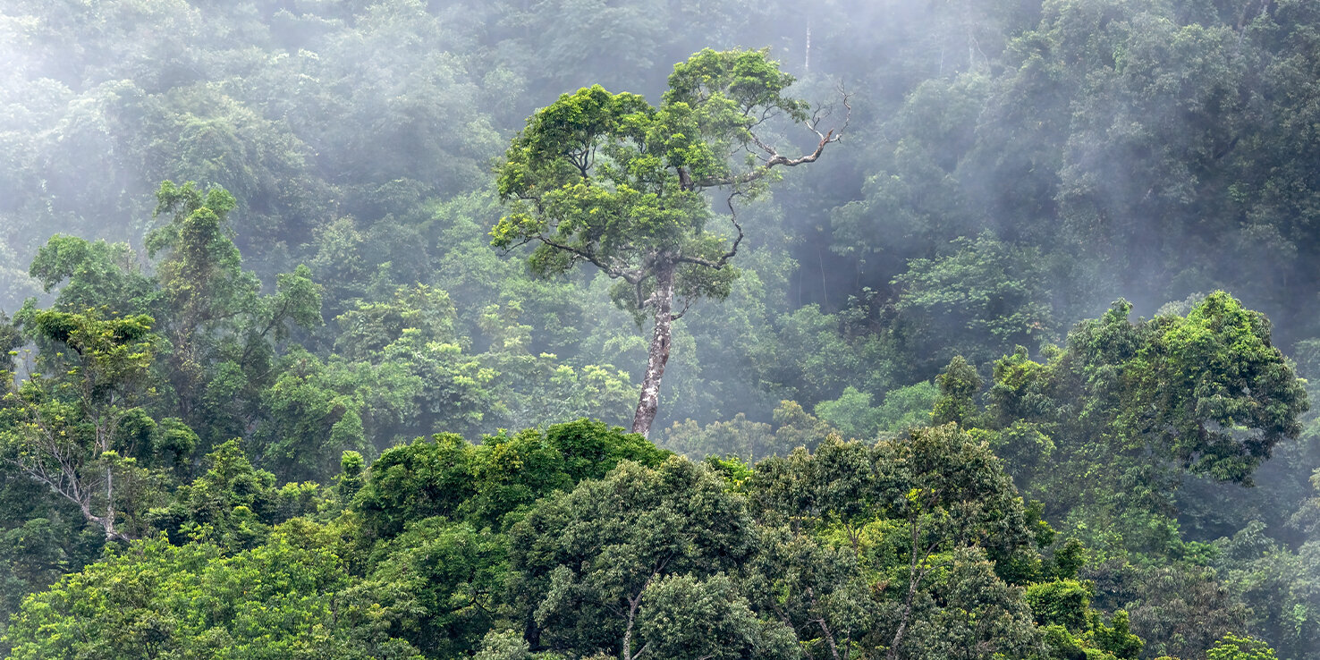 Rain Forest