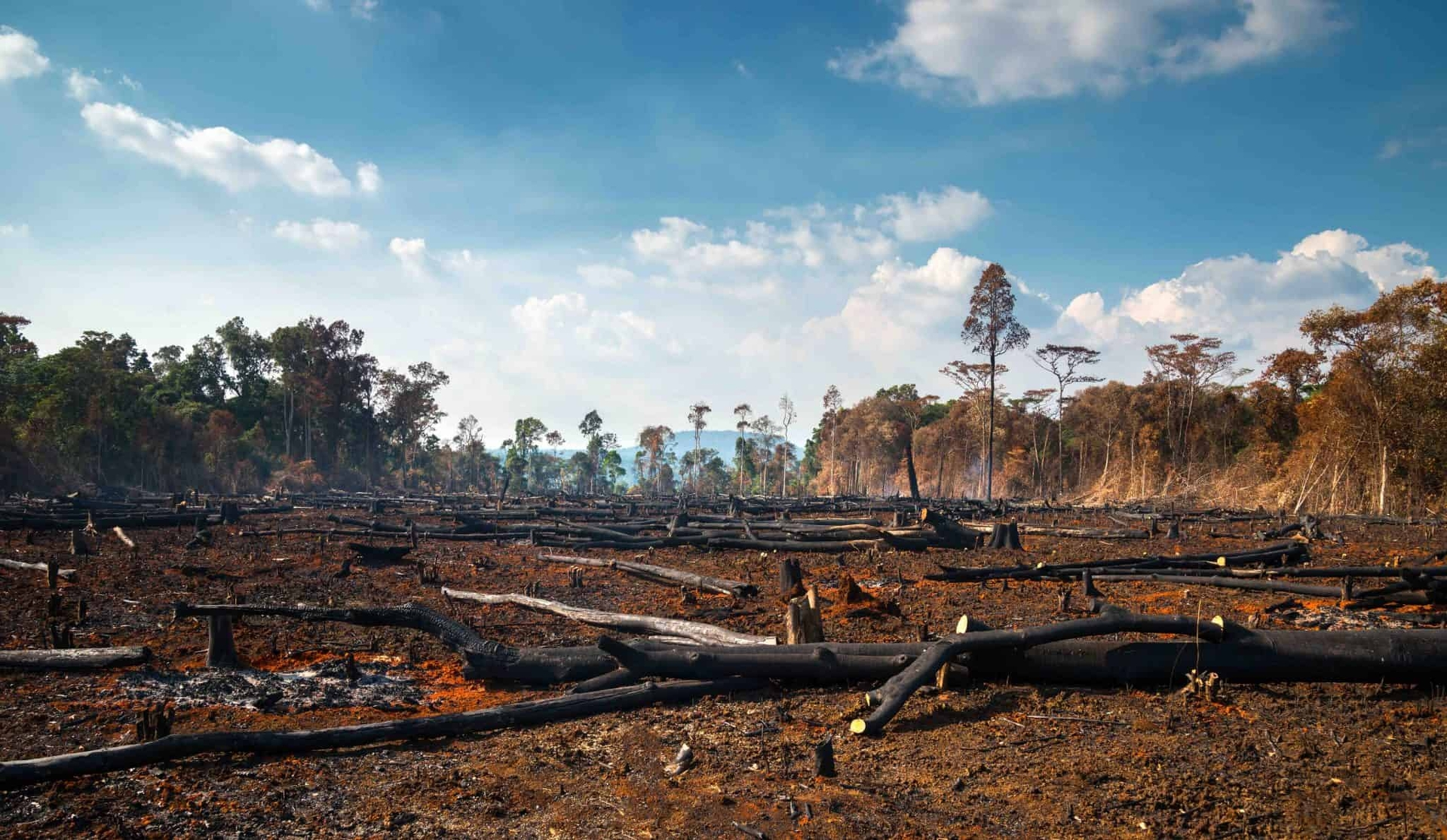 2025/09/illegal-deforestation-2048x1190-1.jpg 