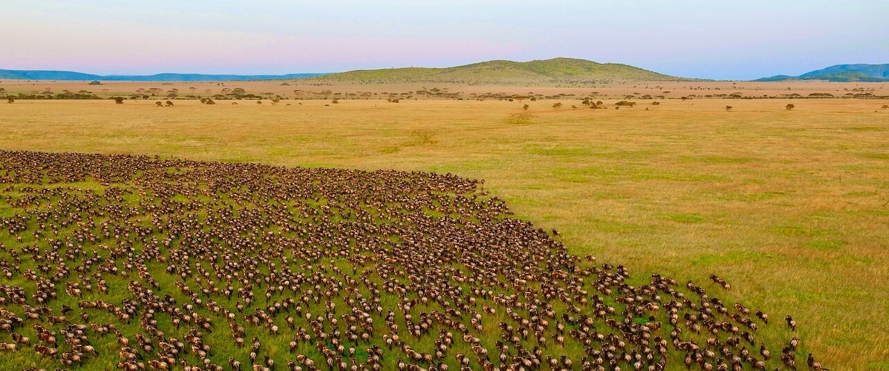 The Wildebeest migration photographed from a hot air balloon. Seronera, Serengeti NP, Tanzania. © Danbiel Roisengren 2026/02/DSC0839_Migration-9-1-e1772058255729.jpeg 