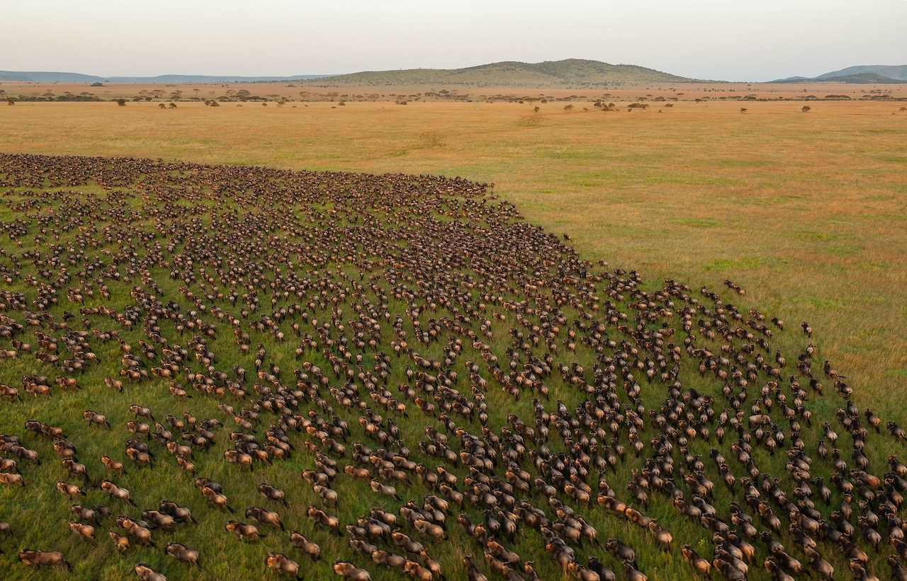 The Wildebeest migration at Serengeti National Park, Tanzania. Photo credit: Danbiel Roisengren