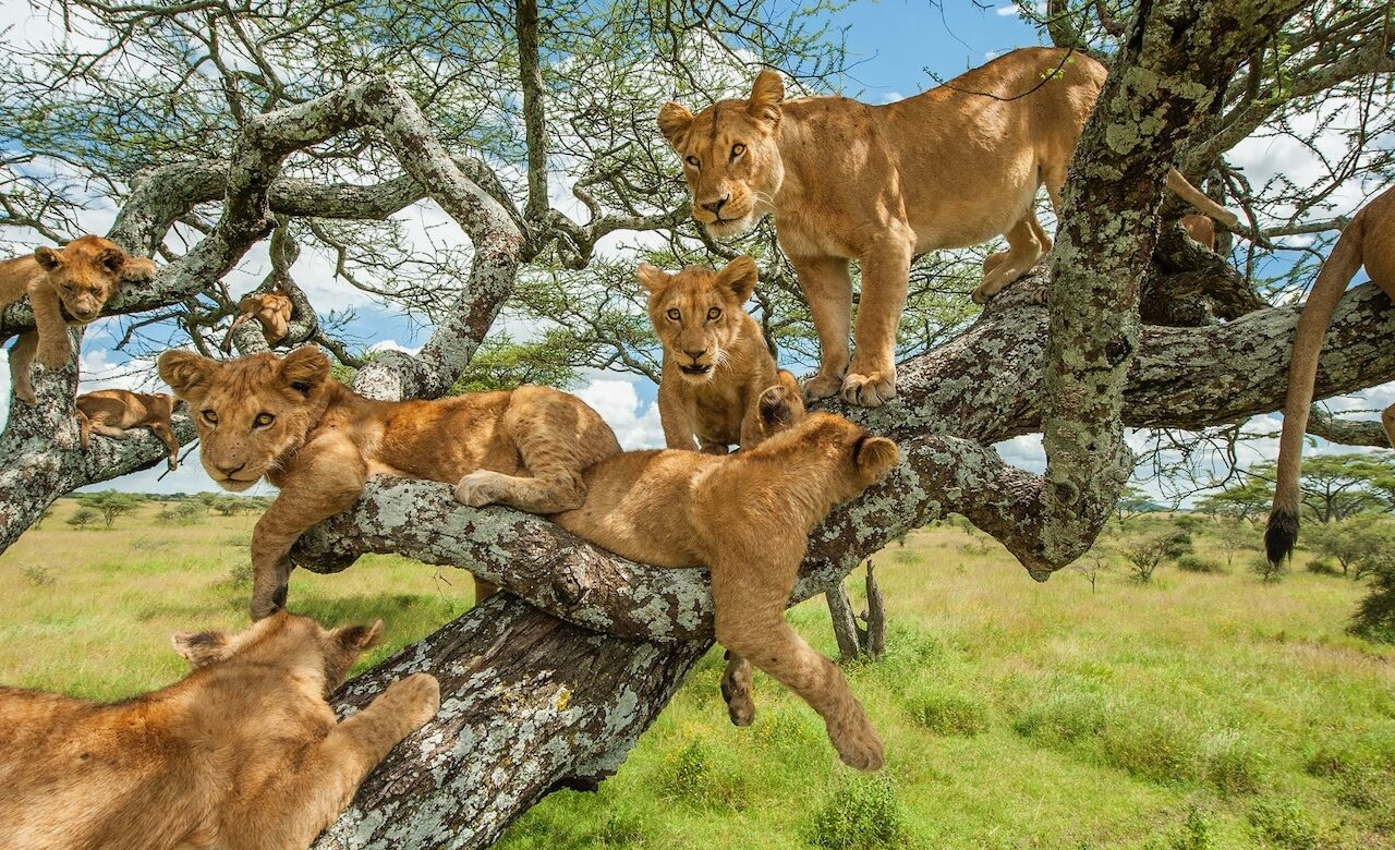 Photo credit: FZS/Daniel Rosengren