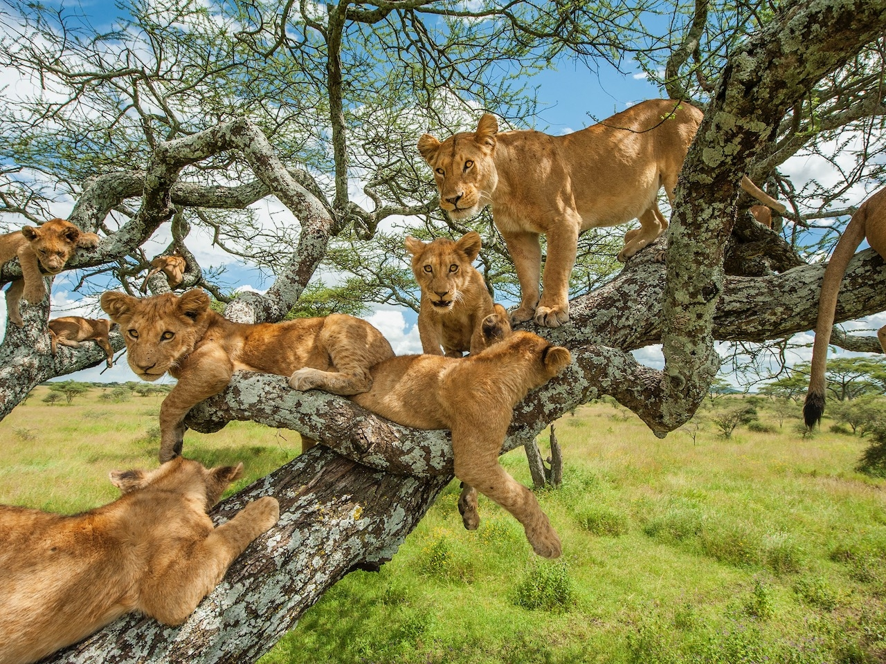 Photo credit: Daniel Rosengren